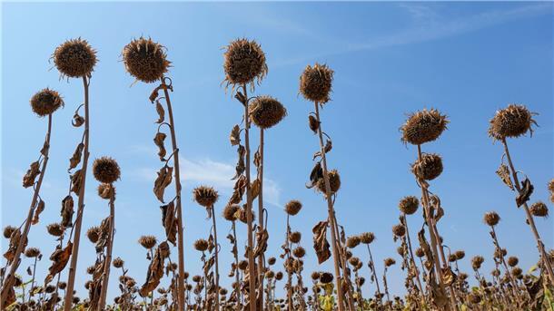 Gesundheit zunehmend durch Klimawandel beeinträchtigt Dürren und Hitzewellen führen zu größerer Ernährungsunsicherheit. (Archivbild)