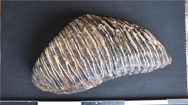 Düsseldorfer findet Mammut-Zahn am Rhein Düsseldorfer findet Backenzahn eines Mammuts am Rheinufer