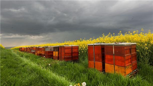 Dunkle Wolken kündigen vor einem blühenden Rapsfeld mit Bienenstöcken in Baden-Württemberg Regen und Gewitter an.
