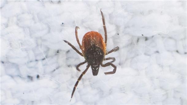 Neu entdecktes Zecken-Virus in Europa verbreitet Durch die milden Winter und wärmeren Sommer breiten sich die Zecken immer weiter aus.