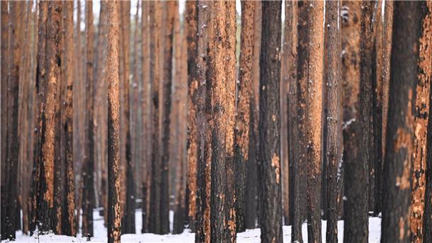 Neuer Wald aus der Luft? Drohne wirft Baumsamen ab Durch einen Brand geschädigte Kiefern stehen im Landeswald Seddin.