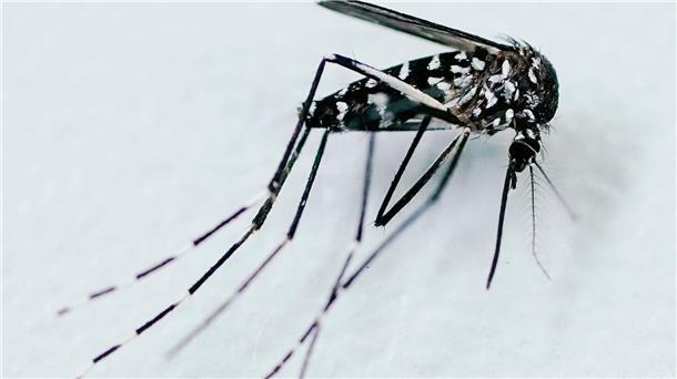 Durch Mücken verbreitete Krankheiten werden in Europa immer häufiger