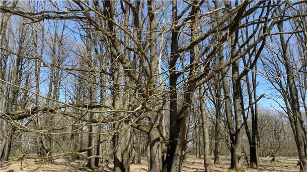 Durchgewachsener Stühbusch zwischen Tütsberg und Wulfsberg im Nationalpark Lüneburger Heide.