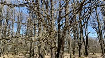 Durchgewachsener Stühbusch zwischen Tütsberg und Wulfsberg im Nationalpark Lüneburger Heide.
