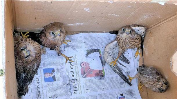 Durchnässt und erschöpft sitzen die vier jungen Turmfalken nach der Rettungsaktion auf der OOWV-Betriebsstelle in Elsfleth im Transportkarton.
