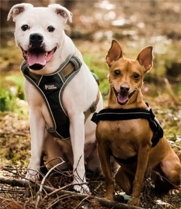 Edda und Bruno sind beste Freunde und werden deshalb nur gemeinsam vermittelt.