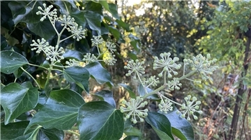 Efeublüten