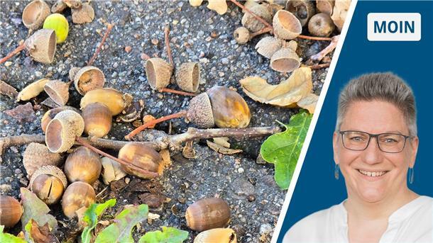 zweigeteiltes Bild: rechts braune Eicheln liegen auf grauem Pflaster, links Frau in weißer Bluse mit Brille