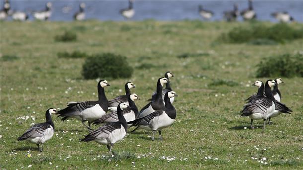 Eigentlich kommen sie aus Sibirien. Doch in der Wesermarsch fühlen sie sich so wohl, dass sie hier nicht nur Herbst und Winter verbringen, sondern inzwischen auch brüten. Im Seenpark 4 in Nordenham ziehen Weißwangengänse ihre Jungen groß. Das ist der erste bekannte Brutort in der Wesermarsch.