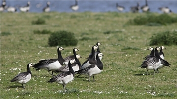 Eigentlich kommen sie aus Sibirien. Doch in der Wesermarsch fühlen sie sich so wohl, dass sie hier nicht nur Herbst und Winter verbringen, sondern inzwischen auch brüten. Im Seenpark 4 in Nordenham ziehen Weißwangengänse ihre Jungen groß. Das ist der erste bekannte Brutort in der Wesermarsch.