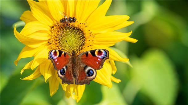 Weltnaturgipfel: Durchbruch für die Artenvielfalt? Ein Abkommen des Weltnaturgipfels soll die Lebensräume von Insekten und anderen Arten schützen.