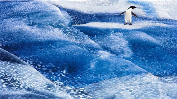 Unermessliche Antarktis: Eisiger Kontinent in Gefahr Ein Adeliepinguin steht auf einem blauen Eisberg im Rossmeer. Die Antarktis ist in Gefahr, und mit ihr die gesamte Erde. Denn die Lebensräume des Planeten sind miteinander verbunden.