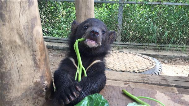 Ein als Jungtier geretteter asiatischer Schwarzbär im Bärenschutzgebiet von „Vier Pfoten“.