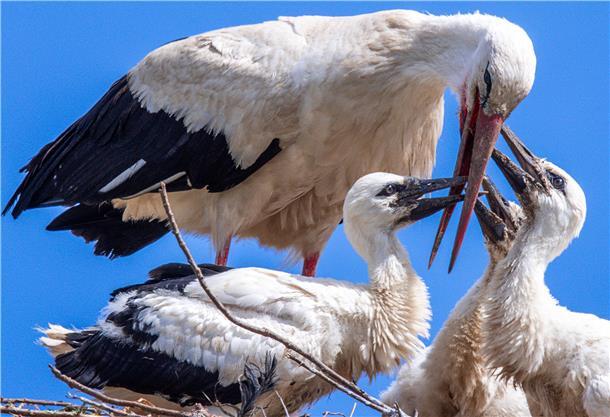 Ein Altvogel füttert drei wenige Wochen alte Jungstörche im Nest