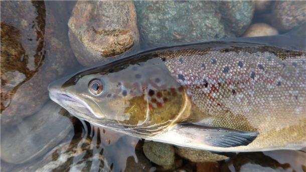 Tausende Süßwasserarten vom Aussterben bedroht Ein Atlantischer Lachs