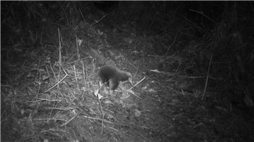 Ein Attenborough-Langschnabeligel ist in den Zyklopenbergen der indonesischen Provinz Papua vor die Linse einer Kamera gelaufen.