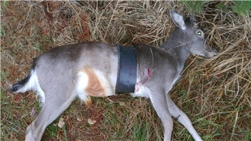 Ein aufgeschnittener Eimer umfasst den Körper des geschossenen Wildtieres, das möglicherweise schon als kleines Kalb unfreiwillig in das Kunststoffteil geraten ist.