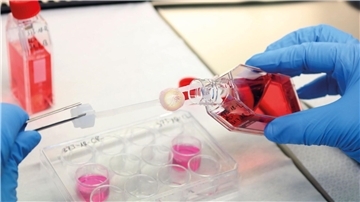 Ein Augenhornhaut-Transplantat wird von einem Labormitarbeitenden bearbeitet.