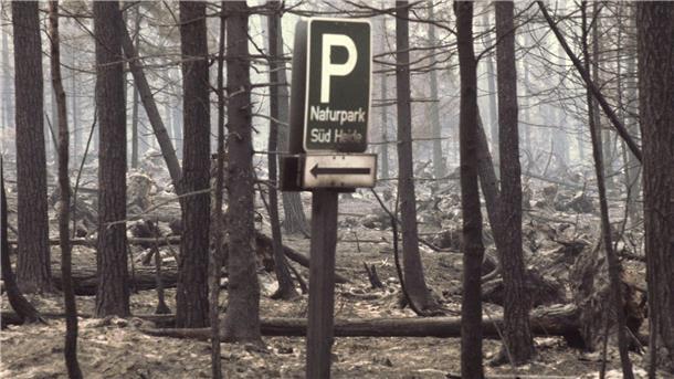 Viel gelernt aus Waldbrandkatastrophe in Lüneburger Heide Ein ausgebranntes Waldstück im Naturpark Südheide. (Archivfoto)