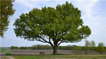Ein besonders hübsches Exemplar einer Kugeleiche steht bei Rhade. Der Baum ist eines von 139 Naturdenkmalen im Kreis.