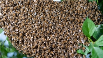 Ein Bienenschwarm wie dieser hat es sich in Cuxhaven gemütlich gemacht.