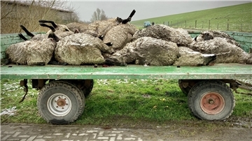 Ein Bild von der anderen Weserseite. Bei Rechtenfleth wurden im Dezember 2021 30 Schafe gerissen. Damit so etwas nicht in der Wesermarsch passiert, fordert der II. Oldenburgische Deichband ein effektives Wolfsmanagement.