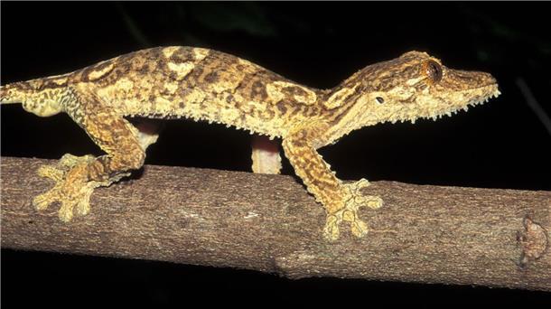 Ein Blattschwanzgecko aus Madagaskar.