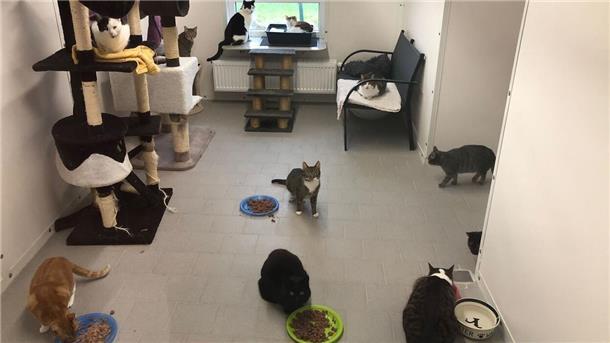 Katzen im Tierheim Cuxhaven