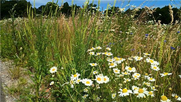 NZ-Leserin entsetzt über abgemähten Blühstreifen in Fickmühlen Weiße Blüten am Feldrand