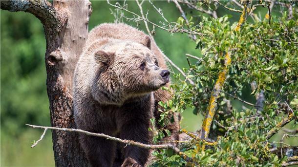 Die Rückkehr der Bären? - Wie es in Europa aussieht Ein Braunbär klettert im Gehege im Wildpark Poing (Bayern) auf einem Baum.