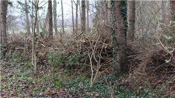 Ein Breddorfer hat in einem kleinen privaten Waldstück Zweige und Äste aufgeschichtet. Der Landkreis will, dass diese verschwinden, der BUND hält jedoch dagegen und betont die Wichtigkeit von Totholzhaufen.