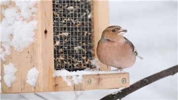 Ein Buchfink-Männchen holt sich Futter an einem Futterspender.