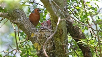 Ein Buchfink sitzt am Nest im Gebüsch und füttert seine Jungen.