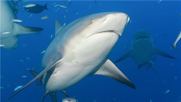 Wieder Hai-Angriff vor Südaustralien Ein Bullenhai schwimmt zwischen anderen Fischen (Symbolbild).