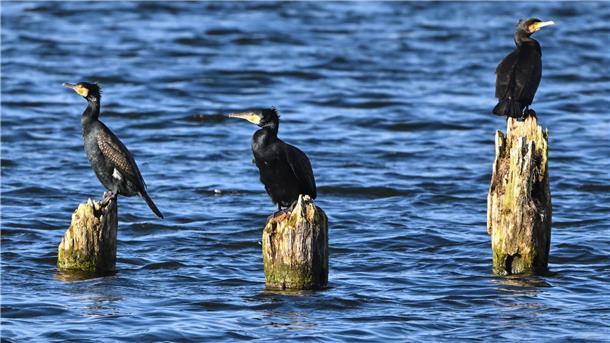 Wachsende Kormoran-Zahl wird nicht bundesweit kontrolliert Ein bundesweites Management des Kormoran-Bestands wird es nicht geben. Die CDU/CSU-Fraktion scheiterte im Umweltausschuss des Bundestags mit einem Antrag, den als Fischjäger gefürchteten Vogel zu kontrollieren .
