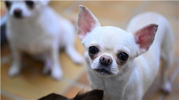 Ein Chihuahua (Symbolbild) ist bei einem Unfall in Langen schwer verletzt worden. 