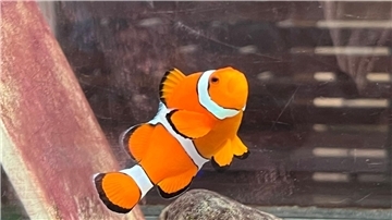 Ein Clownfisch schwimmt in einem Becken im Marine Discovery Centre des Resorts SAii Phi Phi Island Village.