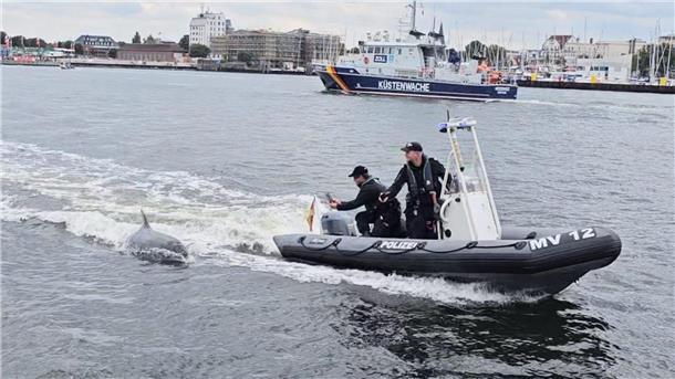 Delfin vor Rostock hat Spaß an Polizeiboot Ein Delfin folgt dem motorisierten Schlauchboot der Wasserschutzpolizei vor Rostock-Warnemünde.