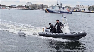 Ein Delfin folgt dem motorisierten Schlauchboot der Wasserschutzpolizei vor Rostock-Warnemünde.