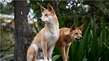 Ein Dingo-Pärchen im Taronga Zoo in Sydney.