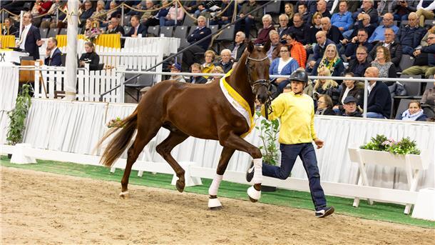 Ein Dunkelfuchs von Bon Courage wurde für 170.000 Euro versteigert.