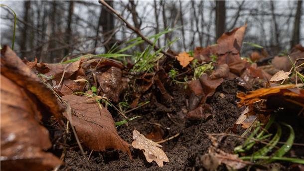 Waldboden ist „Boden des Jahres 2024“ Ein Eichenblatt mit Tropfen liegt im Lennebergwald in einer von Wildschweinen aufgewühlten Stelle im Boden.