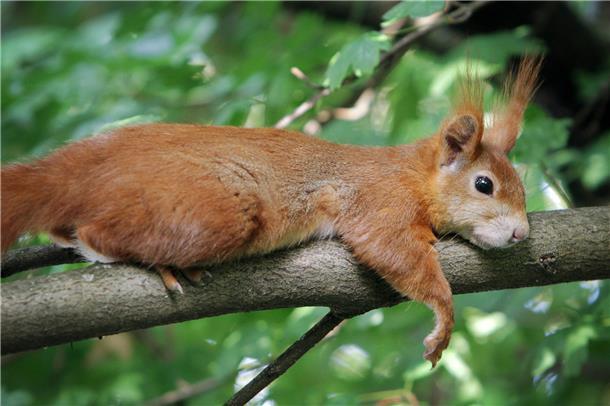 Eichhörnchen