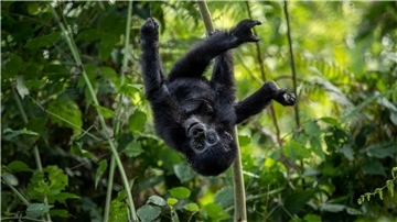 Ein einjähriges Berggorillababy hängt kopfüber an einem Ast im Regenwald des Bwindi Impenetrable Nationalparks im Südwesten von Uganda.