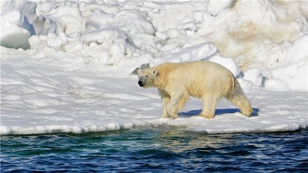 Erstmals Eisbär mit Vogelgrippe entdeckt Ein Eisbär hat sich zum ersten Mal mit dem Vogelgrippe-Virus infiziert.(Archivbild)