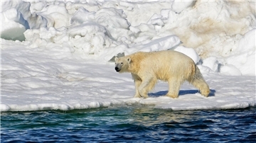 Ein Eisbär hat sich zum ersten Mal mit dem Vogelgrippe-Virus infiziert.(Archivbild)