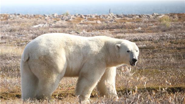 So bedroht die Klimakrise Eisbären Ein Eisbär (Ursus maritimus) in der westlichen Hudson Bay Region im nordöstlichen Teil Kanadas.