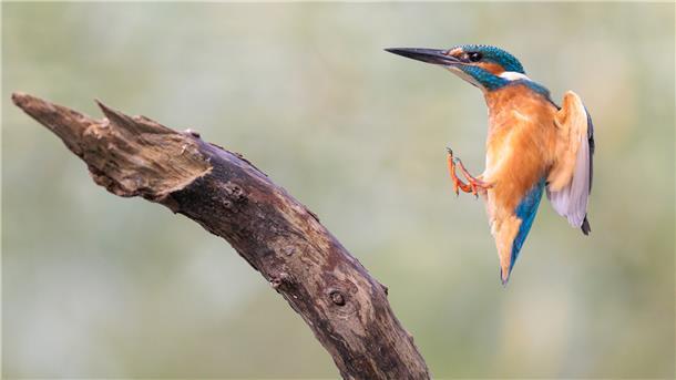 Ein Eisvogel im Anflug.