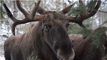 Ein Elchbulle steht im Wildtierpark Öster Malma in Schweden.