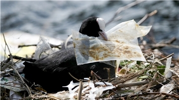 Ein Blässhuhn liegt in einem Nest aus Müll.